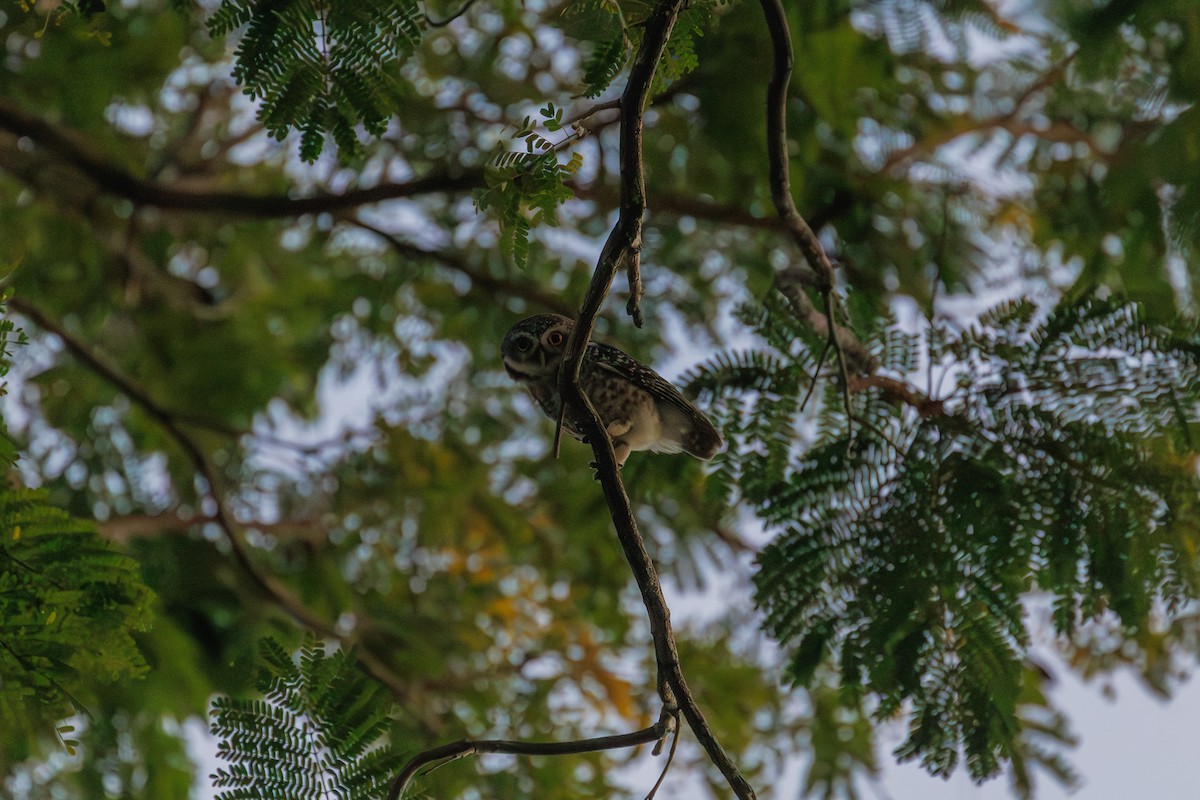 Brahmakauz - ML646786493