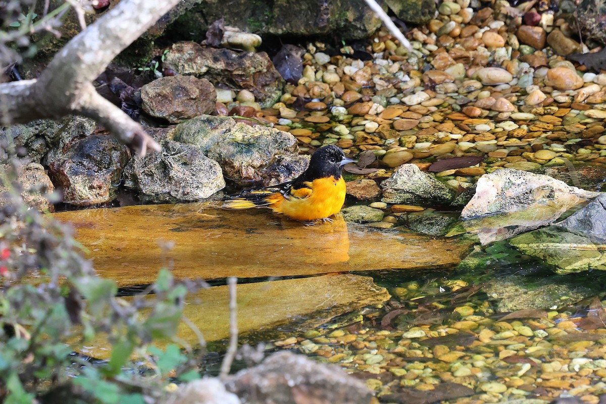 Baltimoretrupial - ML646786495