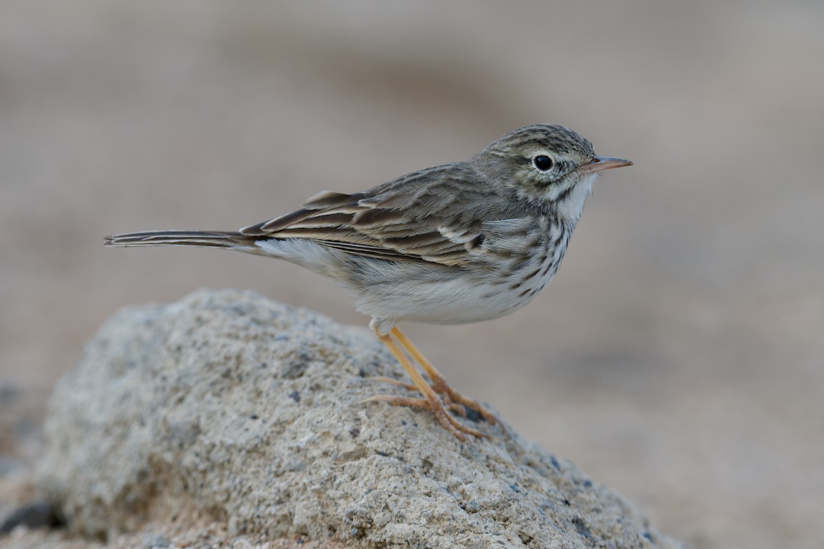 Bisbita Caminero - ML646786496