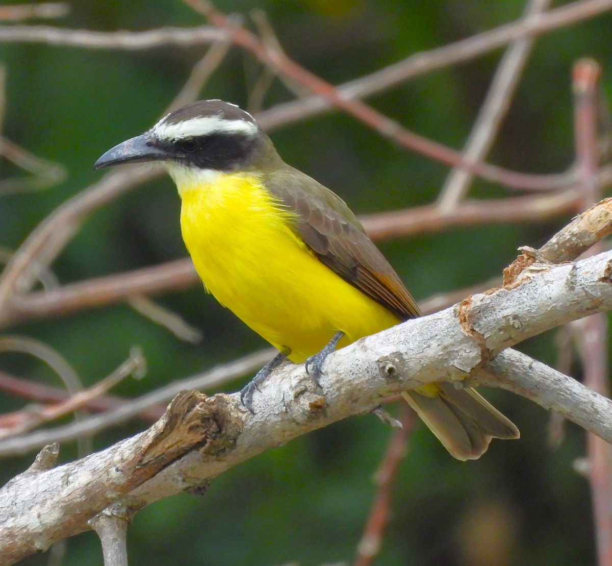 Boat-billed Flycatcher - ML646786497