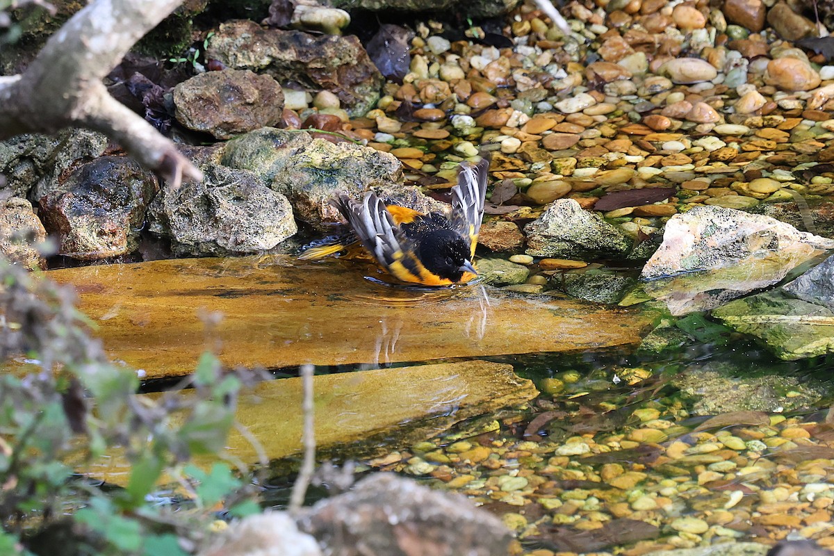 Baltimoretrupial - ML646786498