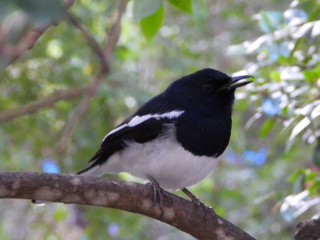 Oriental Magpie-Robin - ML646786499