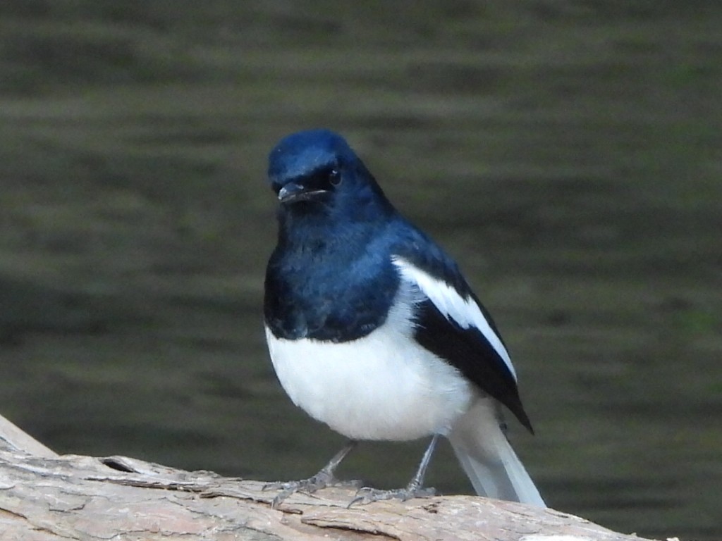 Oriental Magpie-Robin - ML646786500