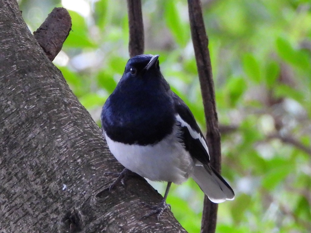 Oriental Magpie-Robin - ML646786501
