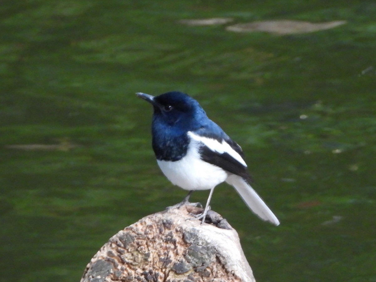 Oriental Magpie-Robin - ML646786502