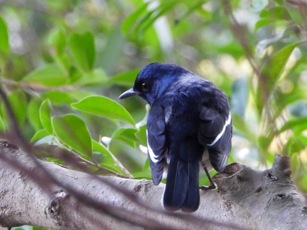 Oriental Magpie-Robin - ML646786503