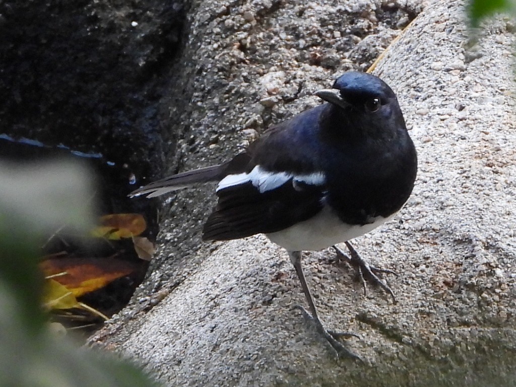 Oriental Magpie-Robin - ML646786504