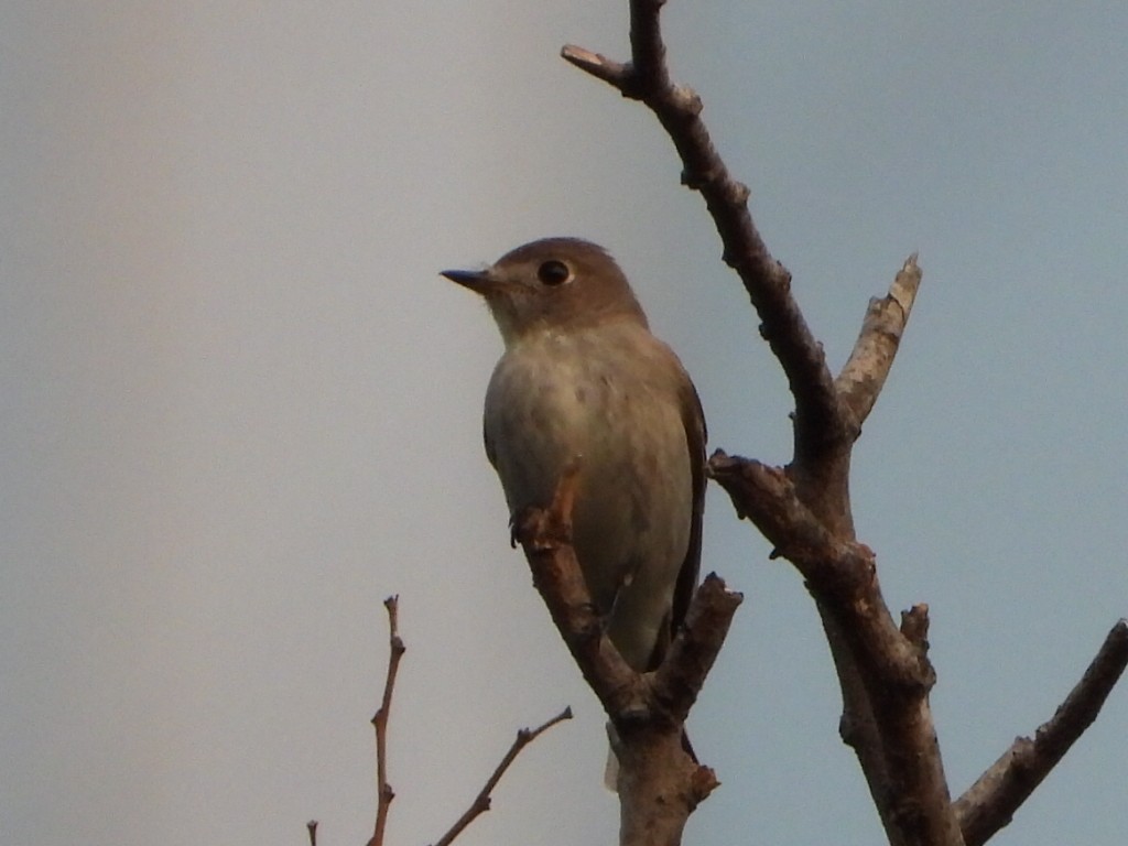 Asian Brown Flycatcher - ML646786510