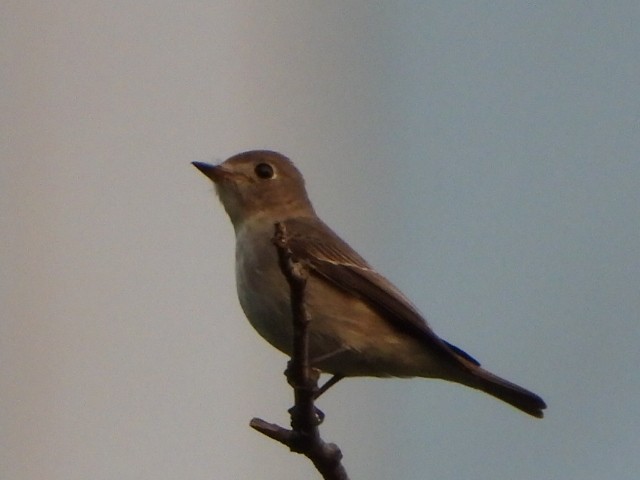 Asian Brown Flycatcher - ML646786511