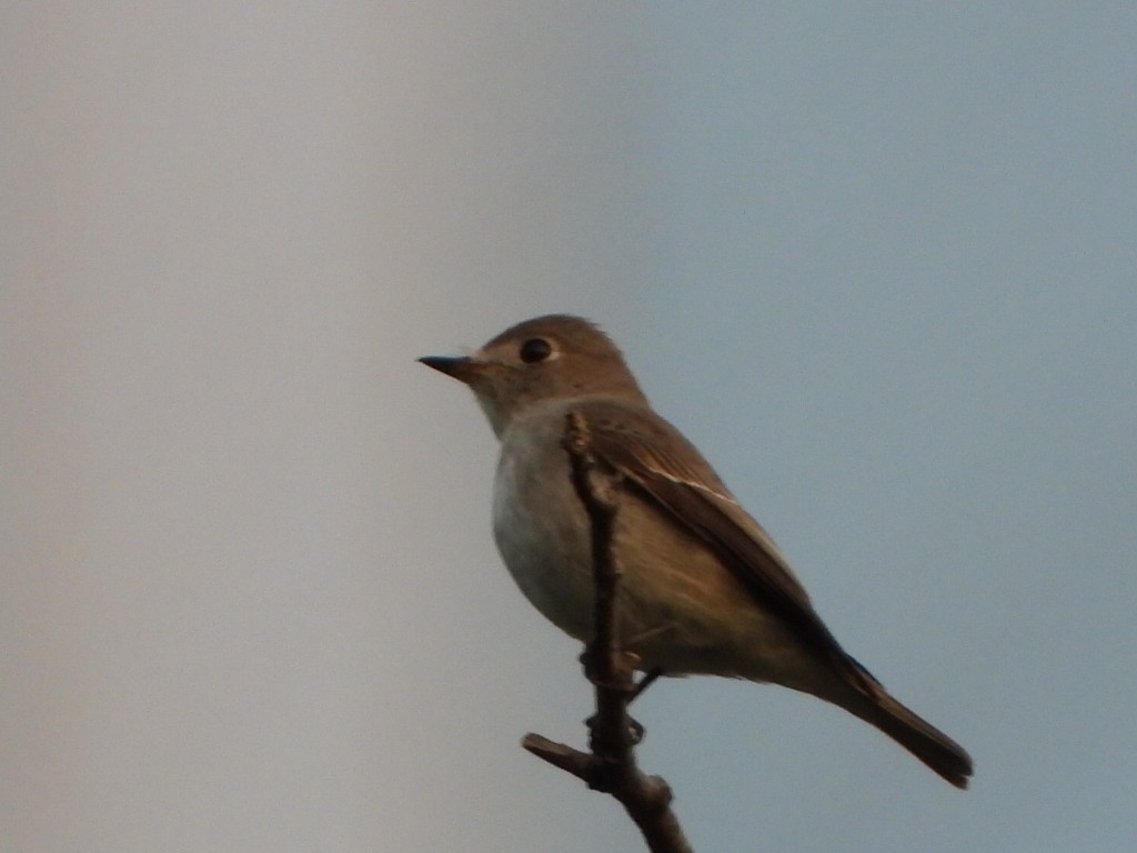 Asian Brown Flycatcher - ML646786512