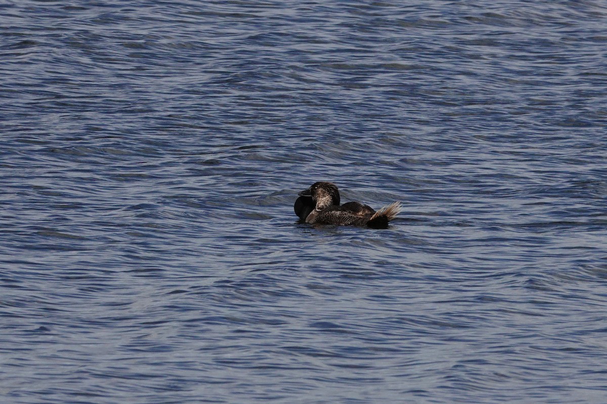 Musk Duck - ML646786513