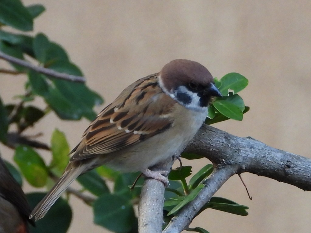 Eurasian Tree Sparrow - ML646786515