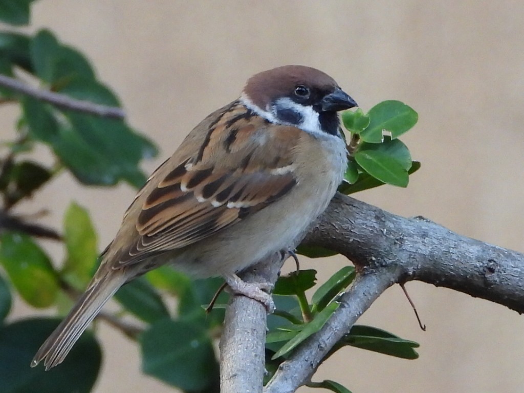 Eurasian Tree Sparrow - ML646786516