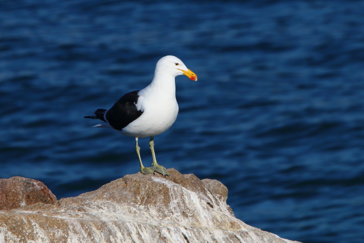 Kelp Gull - ML646786527