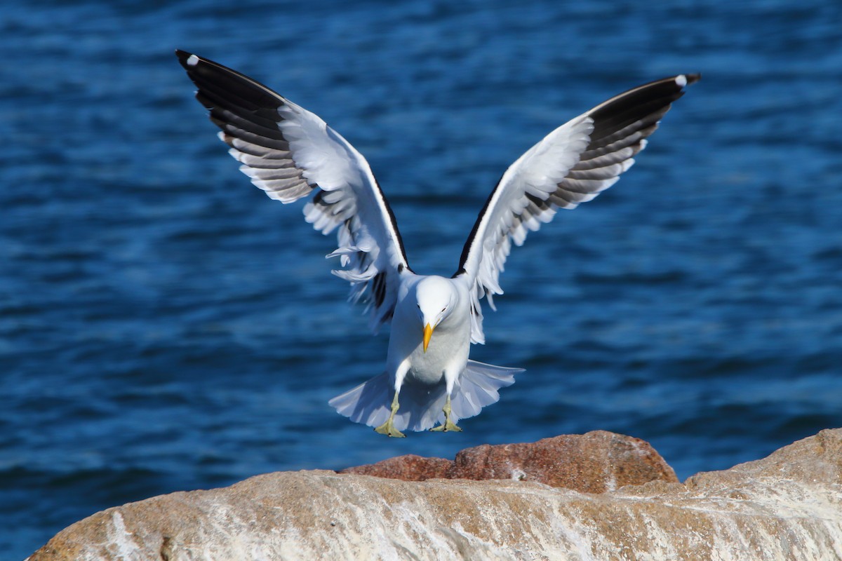 Kelp Gull - ML646786528