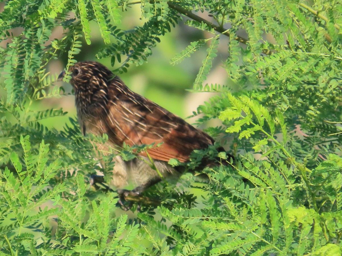 Коукал малий - ML646786529