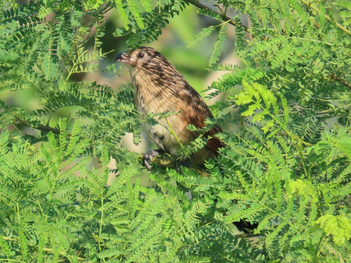 Коукал малий - ML646786530