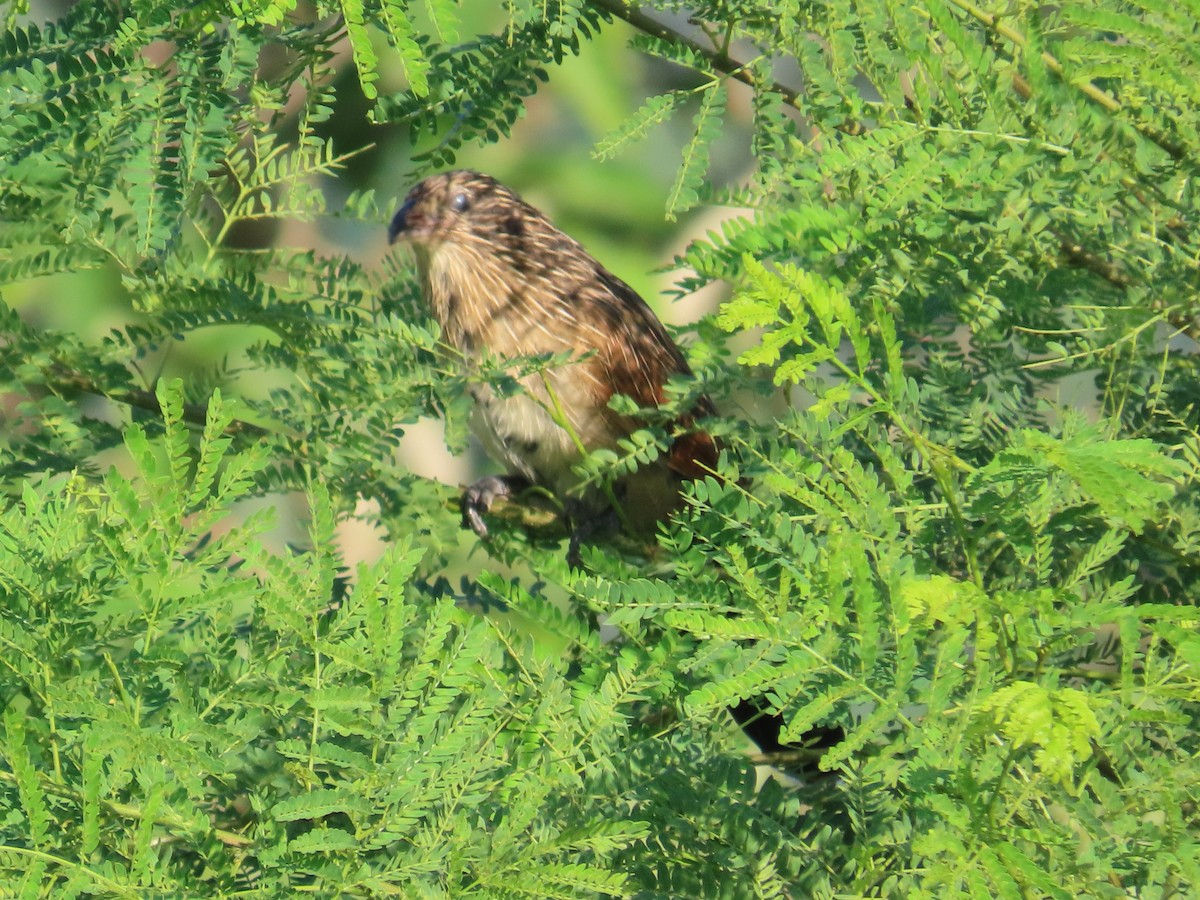 Коукал малий - ML646786531