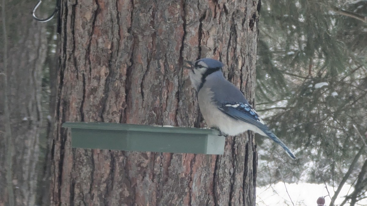 Mavi Karga - ML646786534