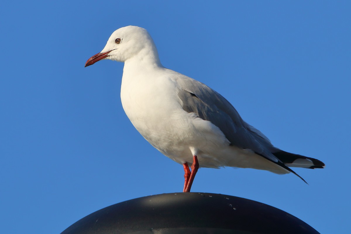 Hartlaub's Gull - ML646786536