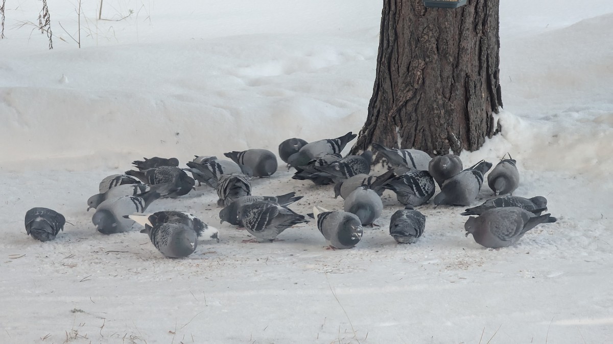 Kaya Güvercini (evcil tip) - ML646786537