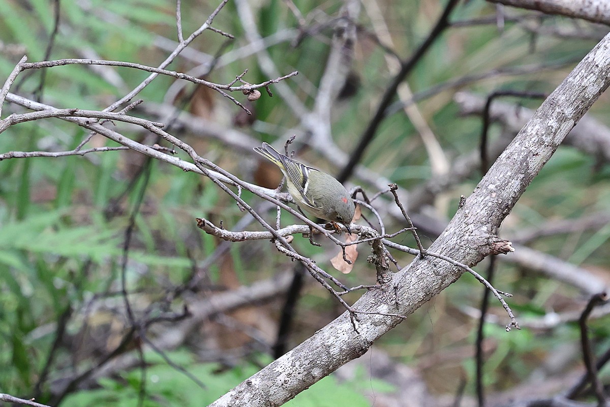 králíček americký - ML646786539