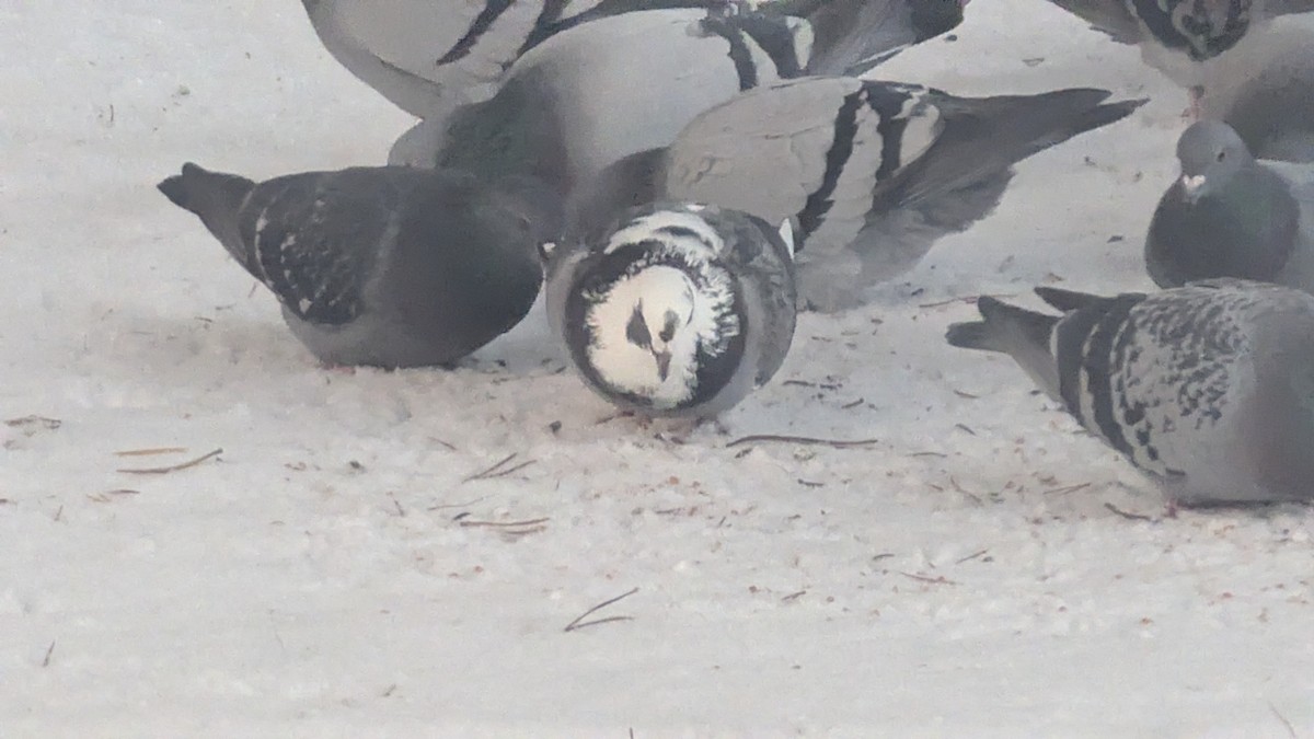 Kaya Güvercini (evcil tip) - ML646786540