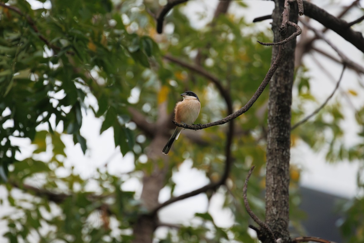 Burmawürger - ML646786541