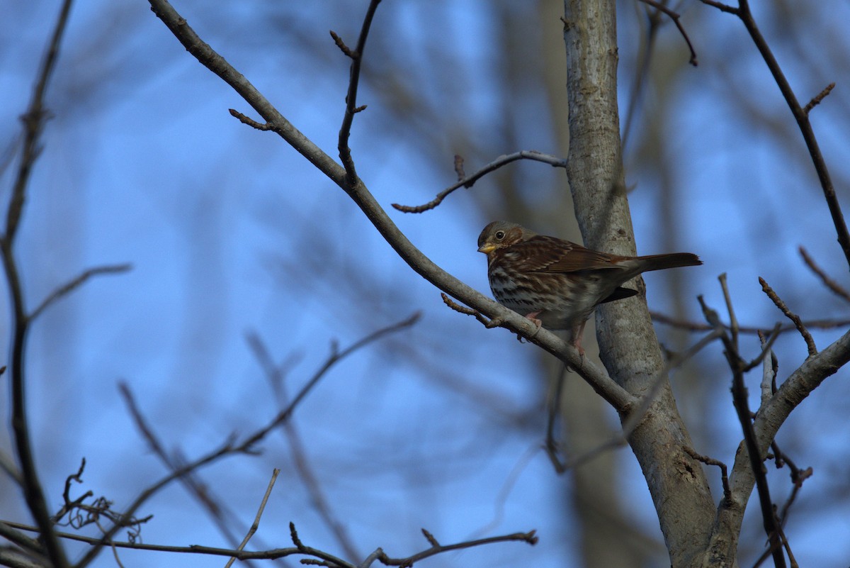 strnadec kaštanový - ML646786547