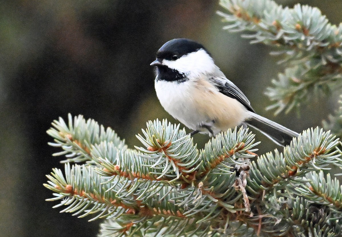 Black-capped Chickadee - ML646786556