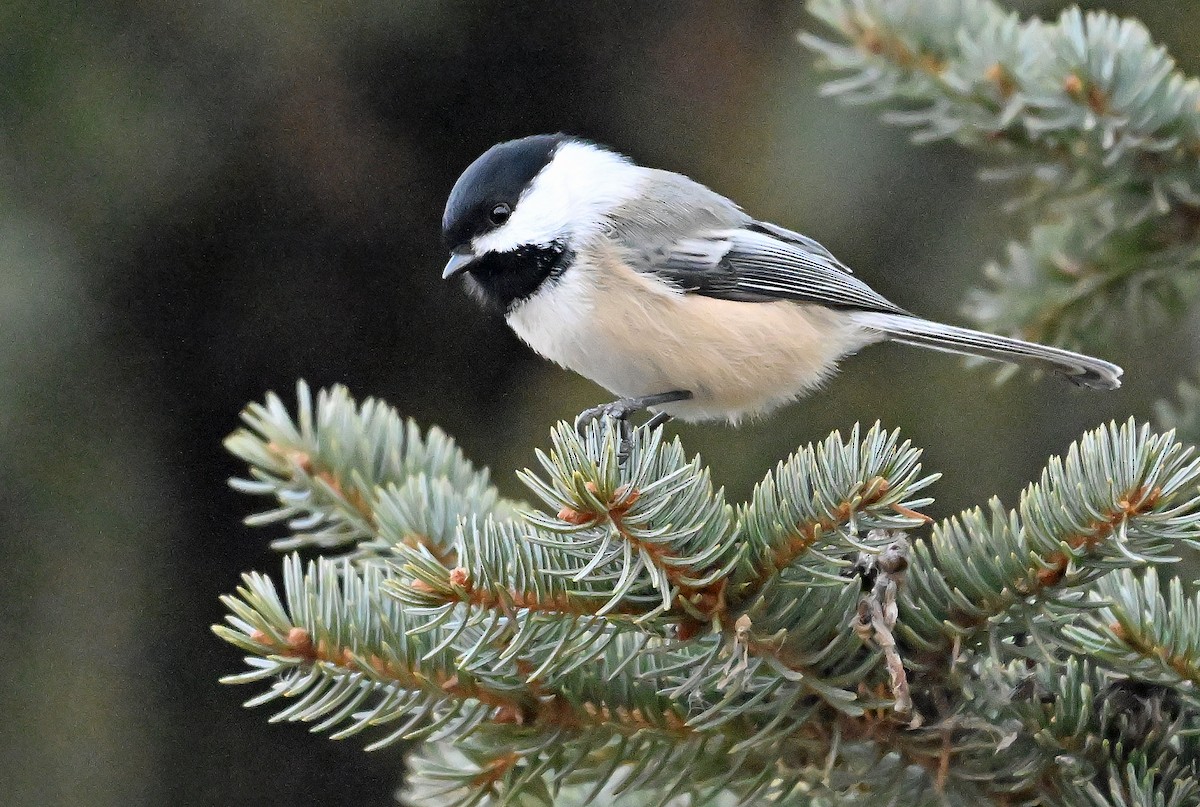 Black-capped Chickadee - ML646786558
