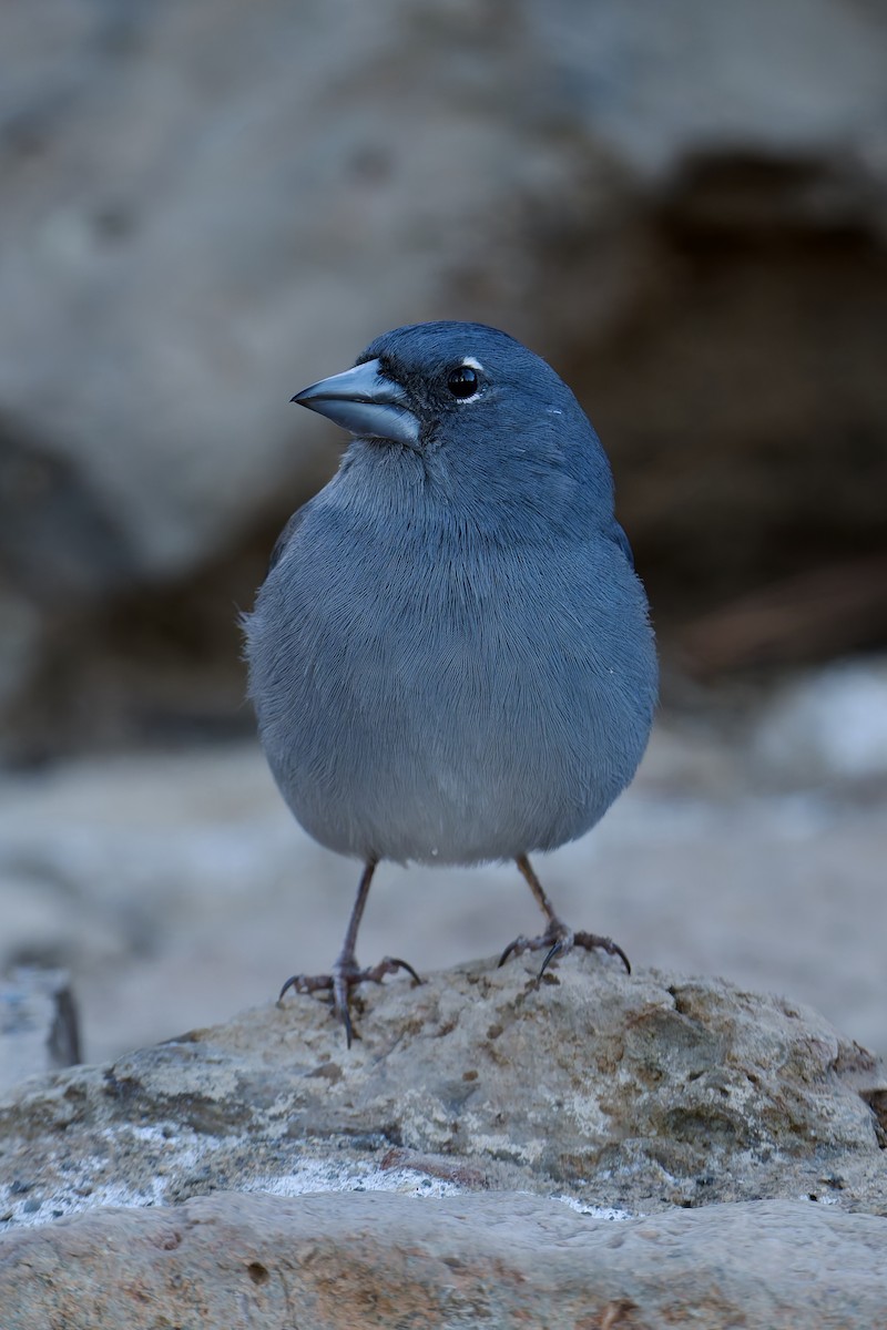 Pinzón Azul de Tenerife - ML646786559