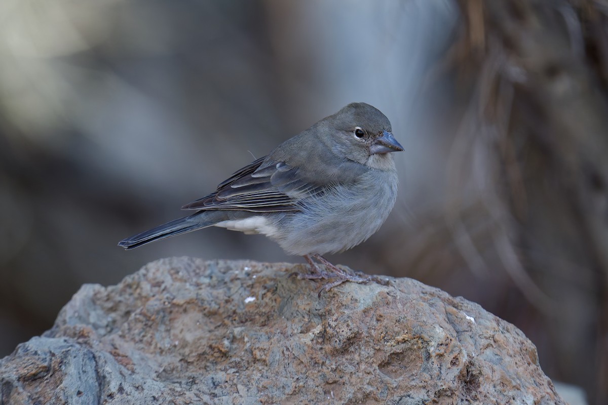 Pinzón Azul de Tenerife - ML646786560