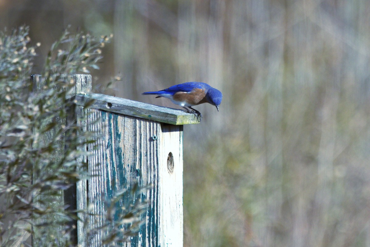 Eastern Bluebird - ML646786561