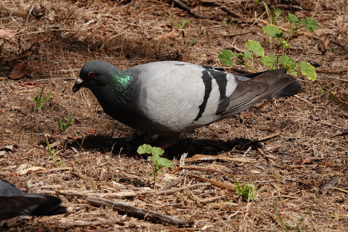 Rock Pigeon (Feral Pigeon) - ML646786564