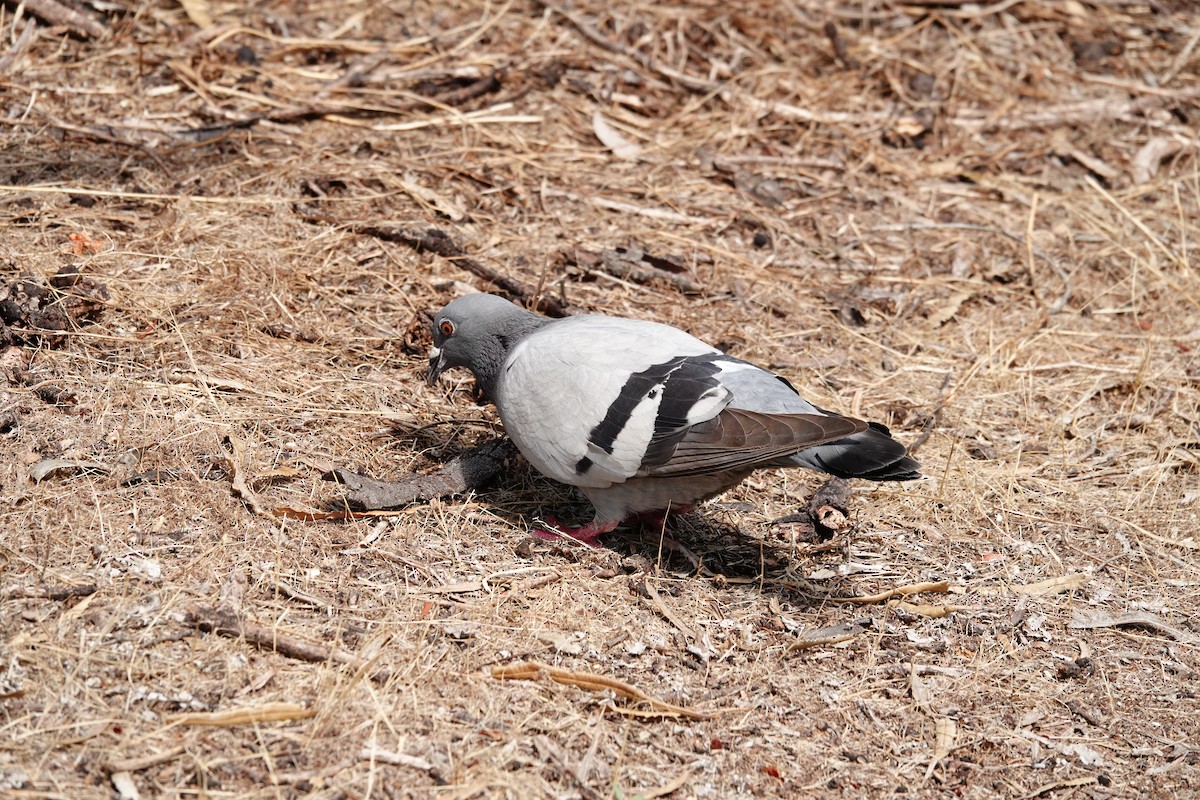 Rock Pigeon (Feral Pigeon) - ML646786565