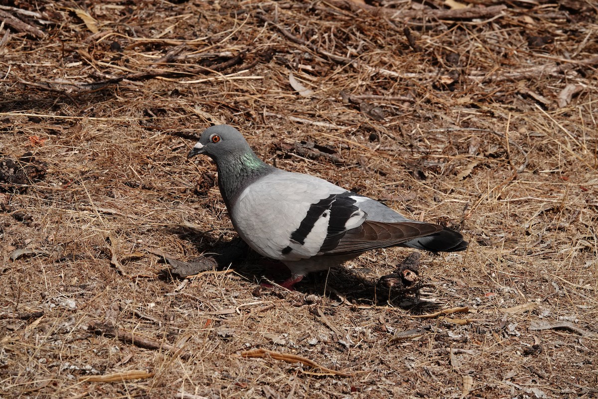 Rock Pigeon (Feral Pigeon) - ML646786567