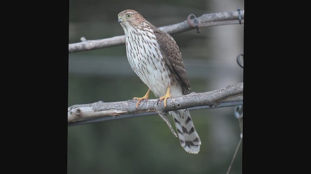 Cooper's Hawk - ML646786569