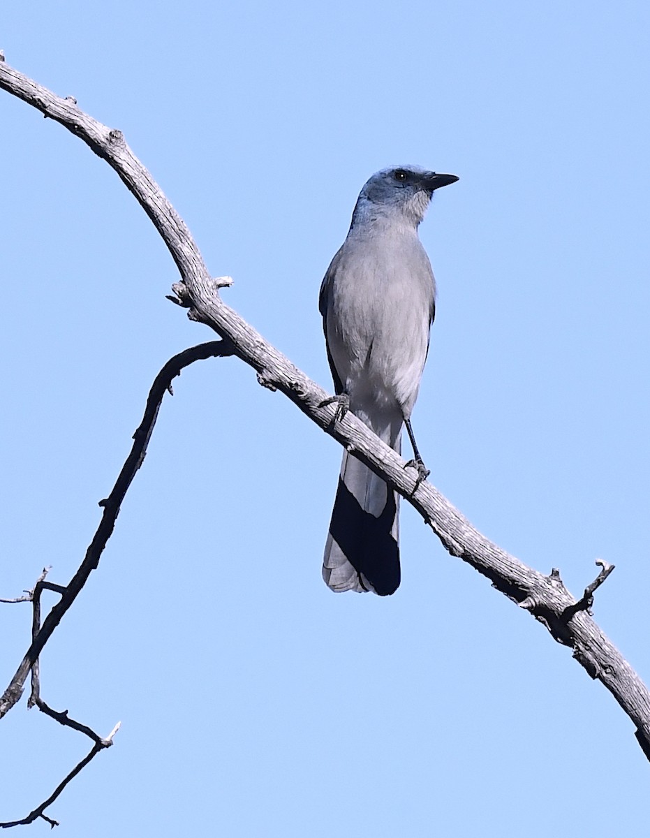 Mexican Jay (Arizona) - ML646786571