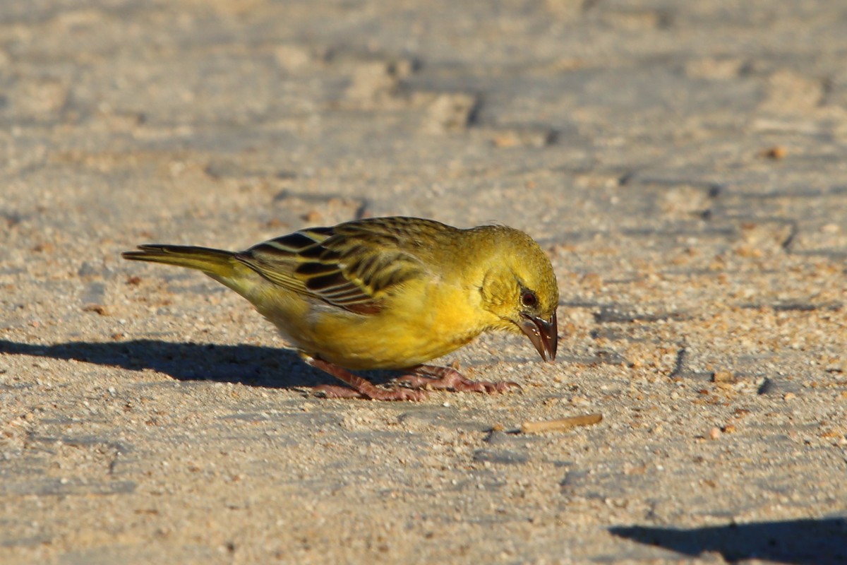 Southern Masked-Weaver - ML646786578