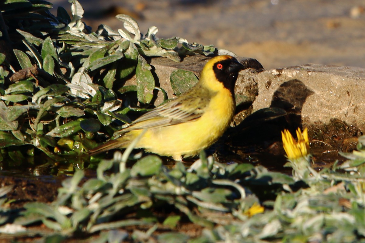 Southern Masked-Weaver - ML646786579