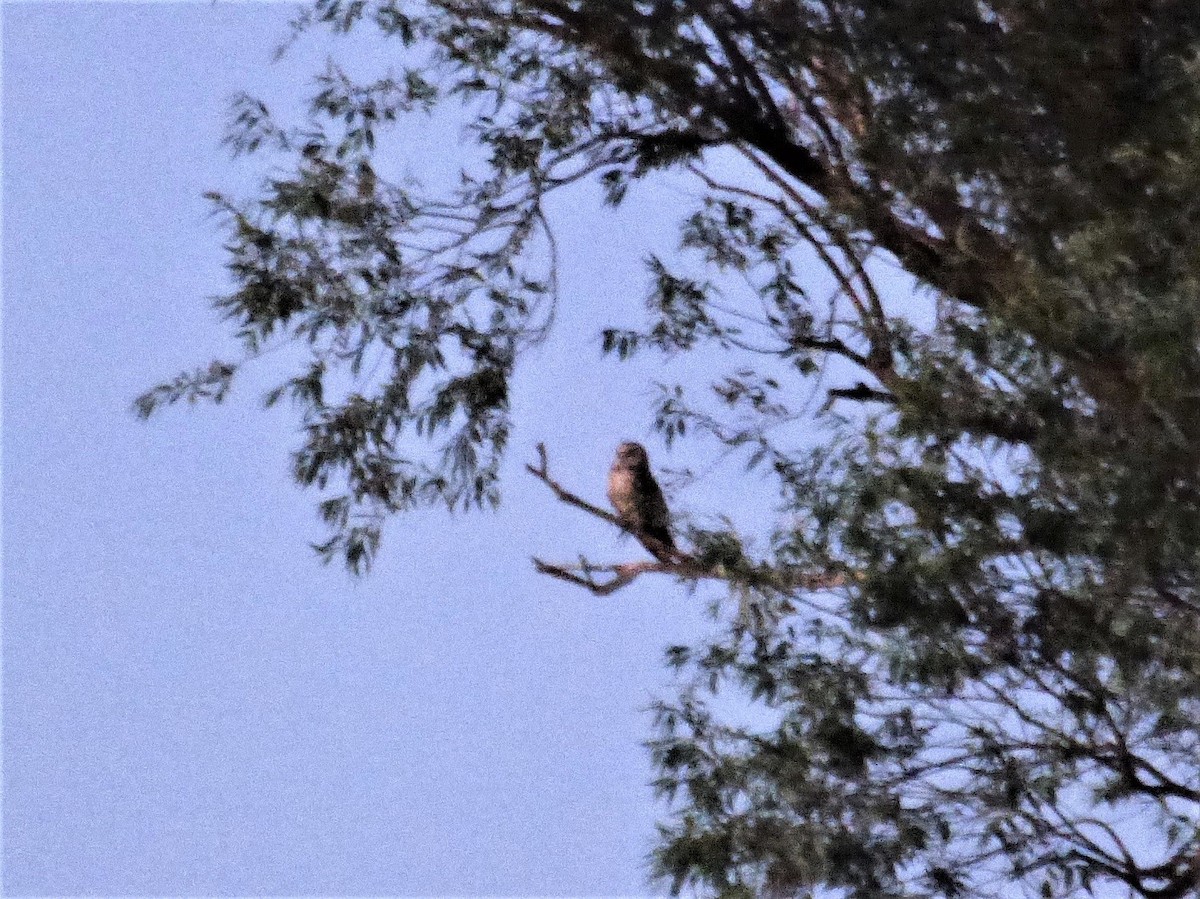 Short-eared Owl - ML646786584