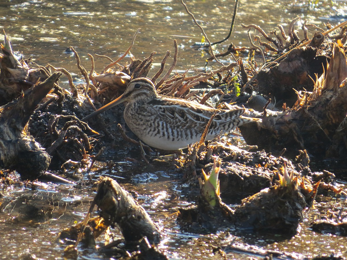 Common Snipe - ML646786585