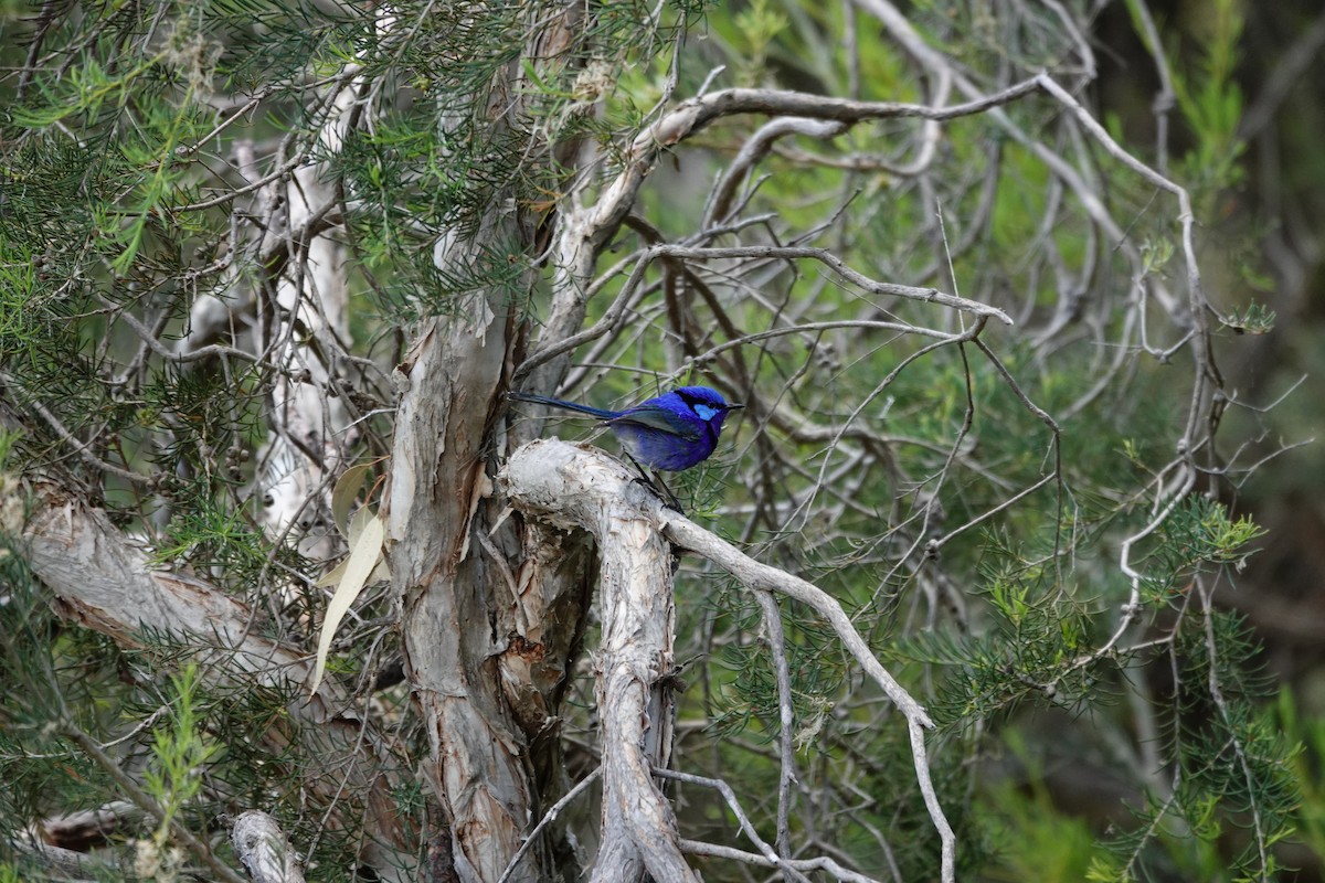 Splendid Fairywren - ML646786591