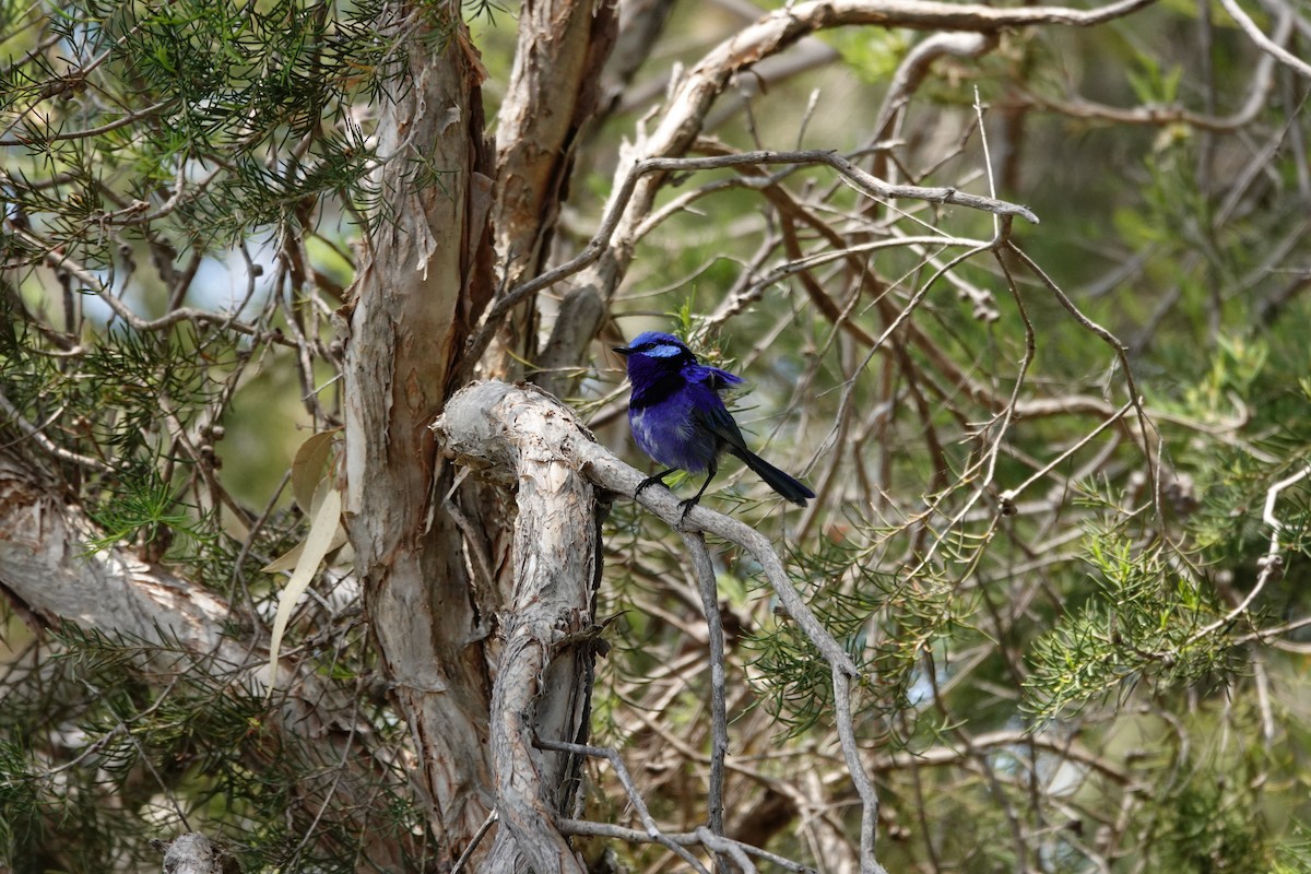 Splendid Fairywren - ML646786592