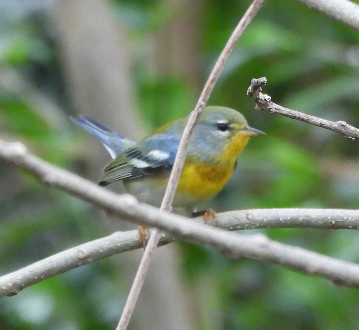 stryparula - ML646786594