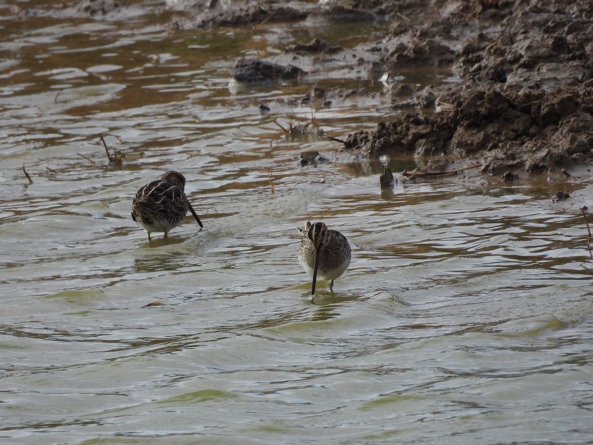 חרטומית אמריקנית - ML646786608