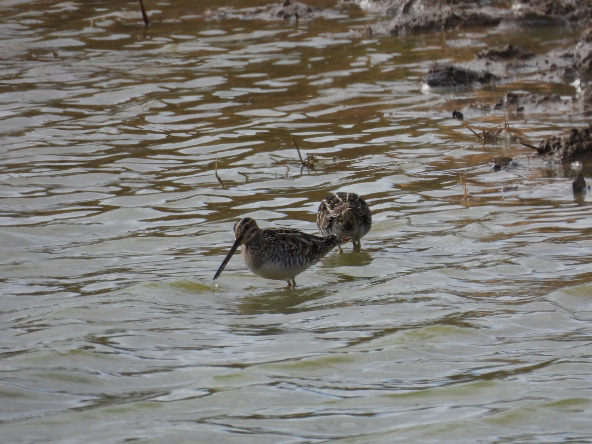 חרטומית אמריקנית - ML646786609