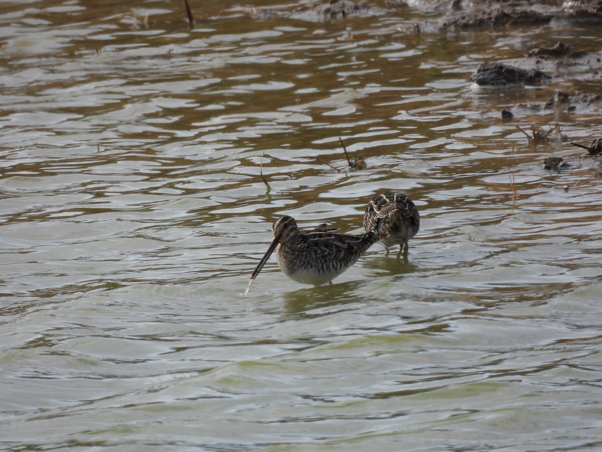 חרטומית אמריקנית - ML646786610