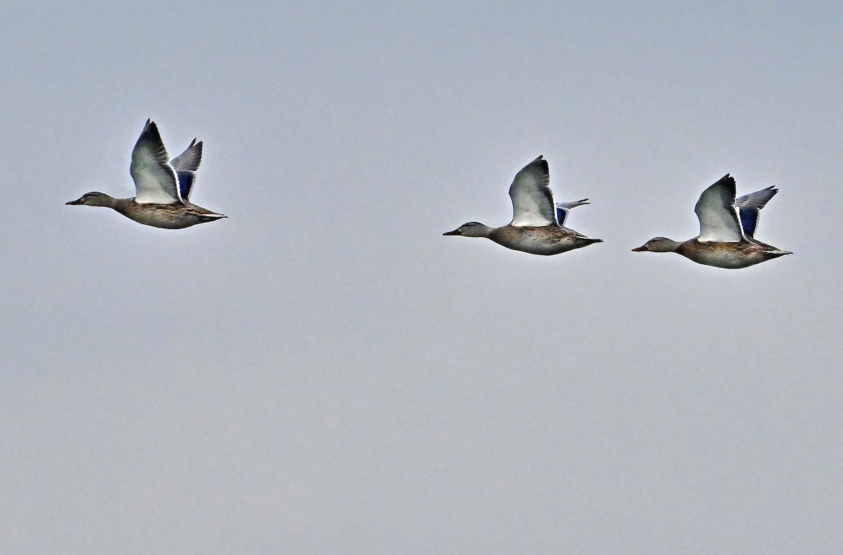 Mallard - ML646786616